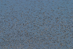 David Plant Photography - Wildlife Photographer - Knot flock - D